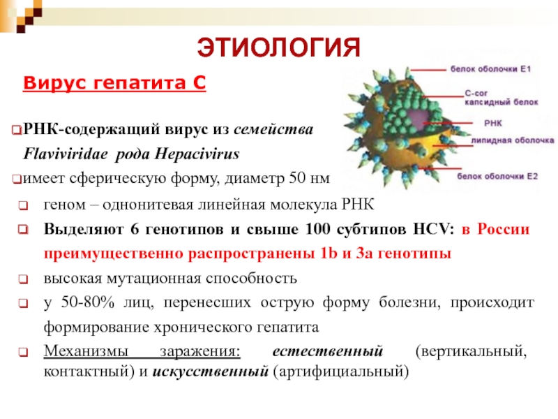 Лечение гепатита генотипы. РНК содержащие вирусы гепатита. Вирус гепатита в. РНК вируса гепатита с. Строение вируса гепатита в.