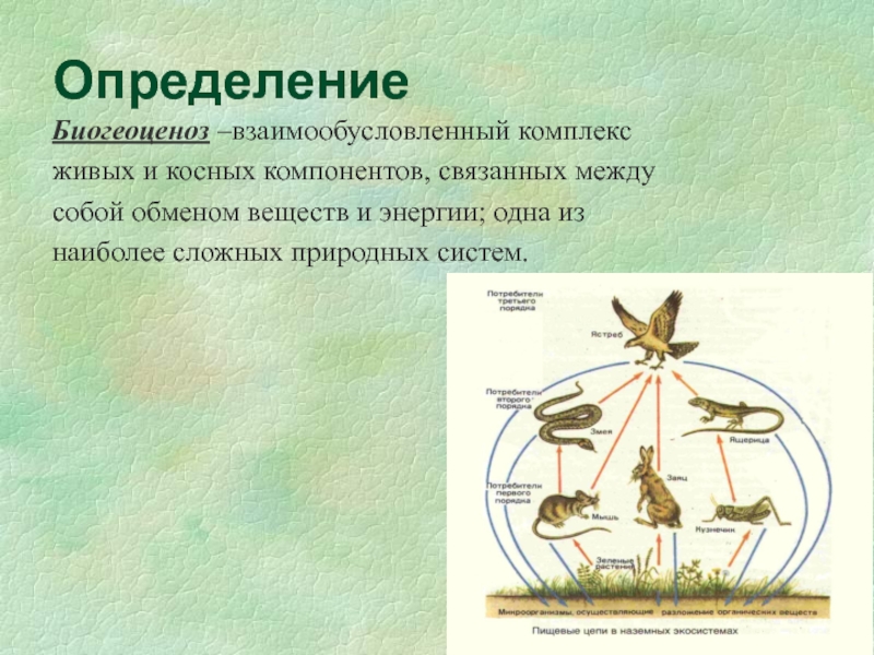 Презентация зарождение и смена биогеоценозов 10 класс презентация