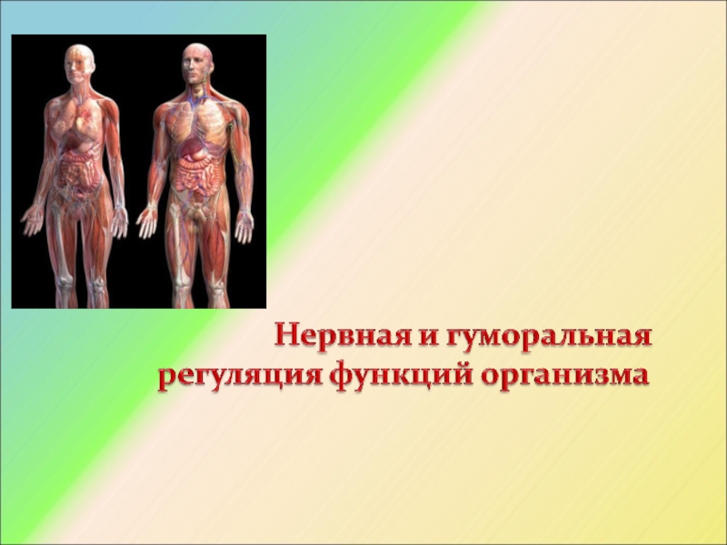 Презентация nervnaya_i_gumoralnaya_regulyatsiya_funktsiy_v_organizme 2