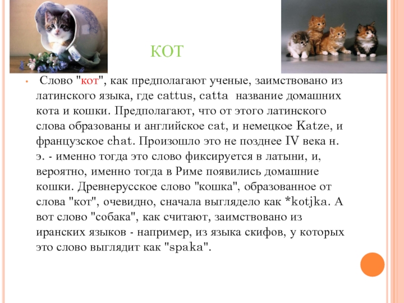 Слово кот. Происхождение слова кот. Текст про кота. Этимология слова кот.