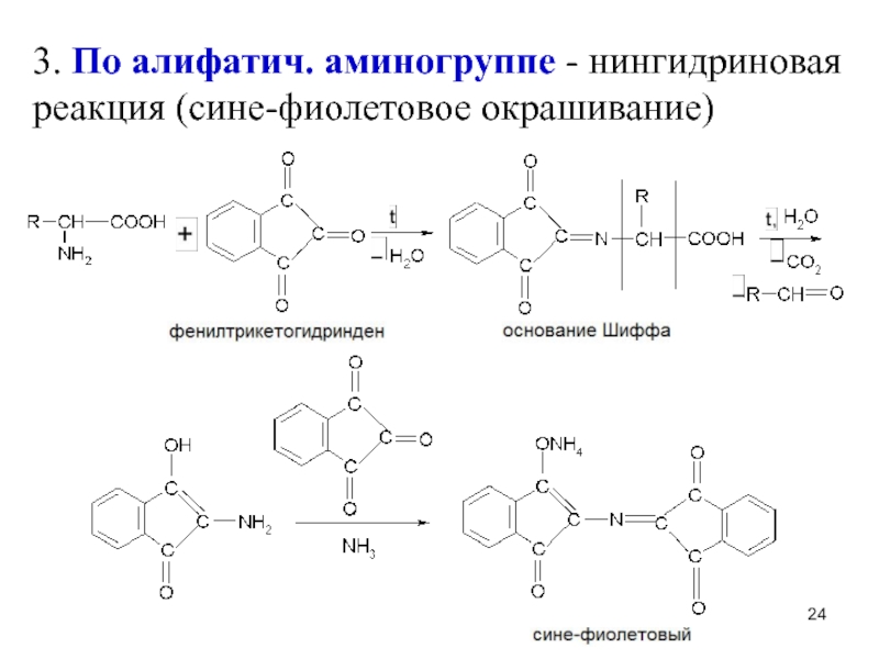3. По алифатич. аминогруппе - нингидриновая реакция (сине-фиолетовое окрашивание)