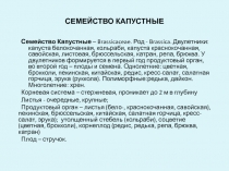 СЕМЕЙСТВО КАПУСТНЫЕ