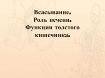 Всасывание. Роль печени. Функции толстого кишечника