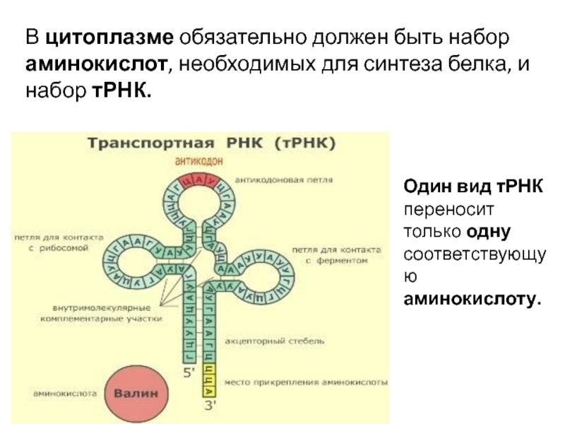 Сколько рнк в аминокислоте. ТРНК Валин. Функциональная структура ТРНК. Вторичная структура ТРНК клеверный лист. Центральная петля транспортной РНК.