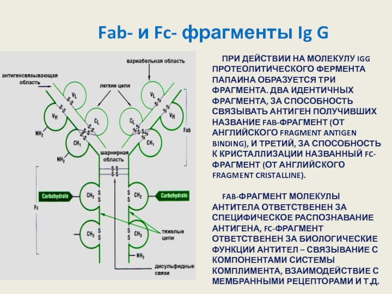 Два фрагмента