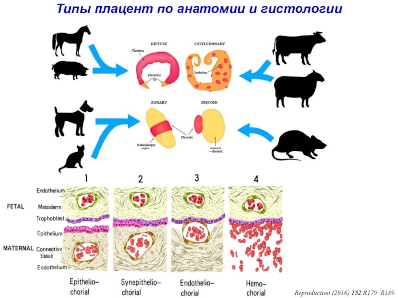 Типы плацент презентация