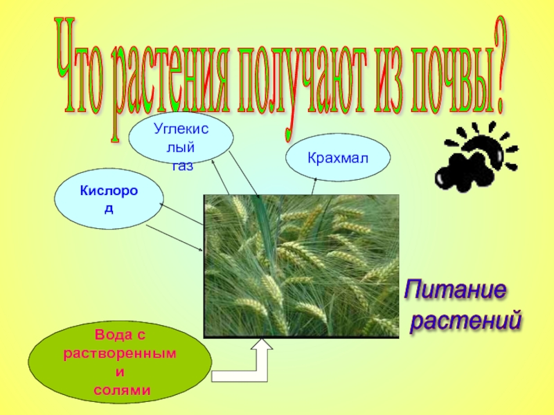 Из какого растения получают ингредиент филобиома актив