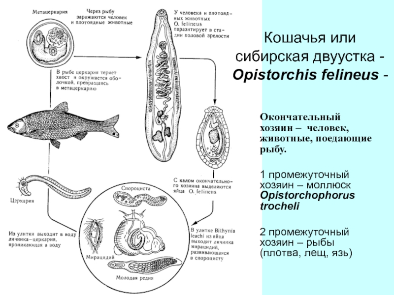 Цикл кошачьего сосальщика рисунок