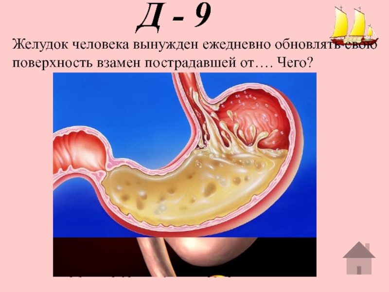 Соляная кислота в желудке. Соляная кислота желудочного сока. Соляная кислота в желудке человека. Концентрация соляной кислоты в желудке человека.