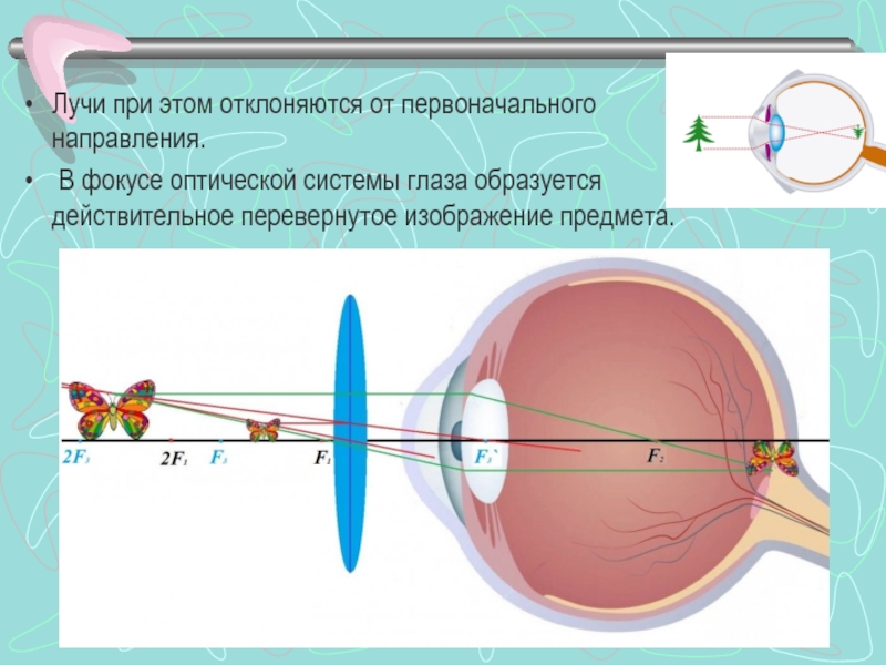 На сетчатке образуется изображение