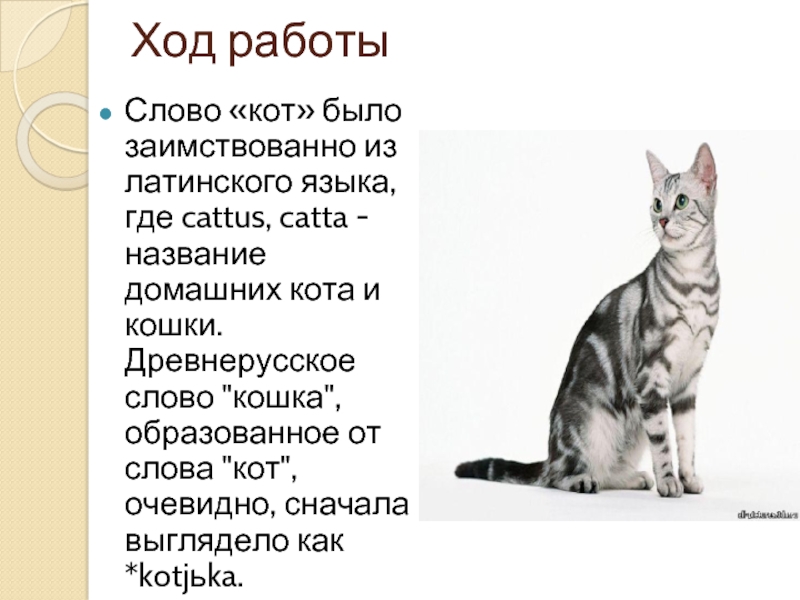 История слова кот