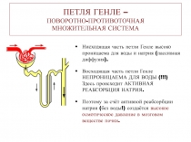 ПЕТЛЯ ГЕНЛЕ – ПОВОРОТНО-ПРОТИВОТОЧНАЯ МНОЖИТЕЛЬНАЯ СИСТЕМА