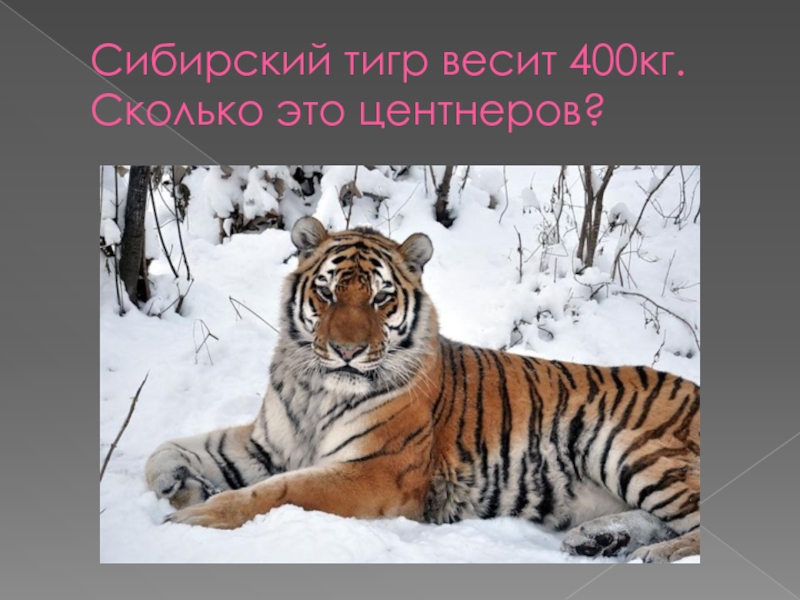 Сколько весил тигр. Вес Сибирского тигра. Вес Амурского тигра. Тигр весом 400 кг. Сибирский тигр вес и рост.