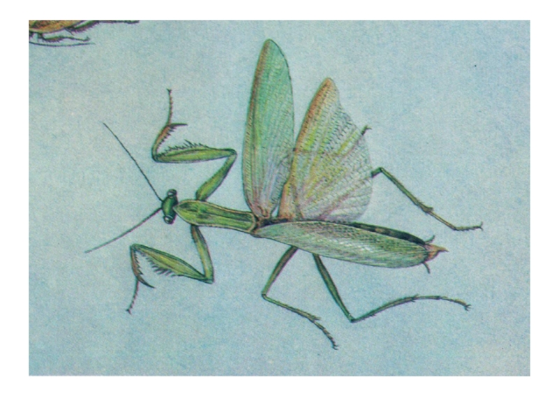 Насекомые имеют 3 отдела. Скрыточелюстные насекомые. Плавильщиков определитель насекомых. Бескрылые насекомые классификация. Инфракласс Paleoptera – древнекрылые.