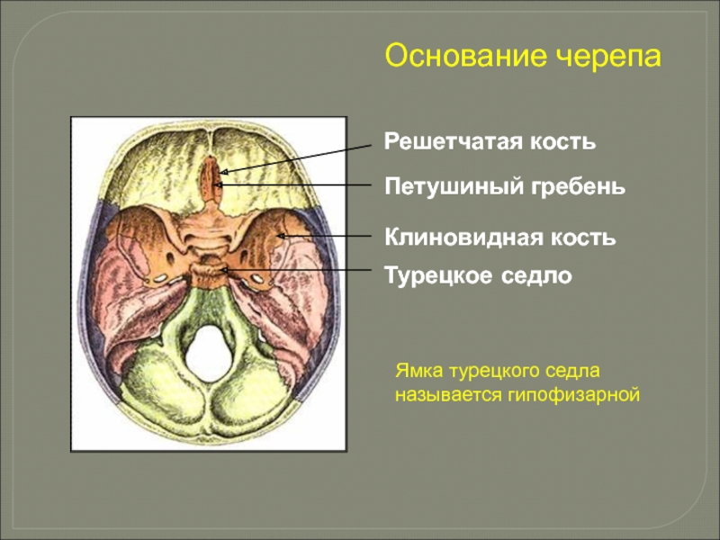 Решетчатая костьПетушиный гребеньКлиновидная костьТурецкое седлоОснование черепаЯмка турецкого седла называется гипофизарной