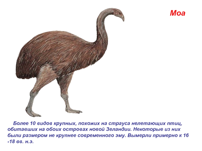 Моа    Более 10 видов крупных, похожих на страуса нелетающих птиц, обитавших на обоих островах новой