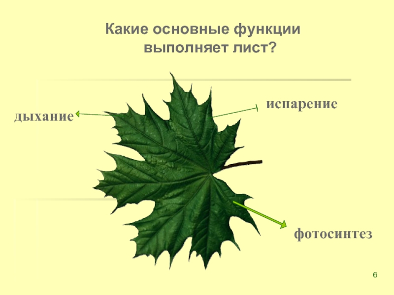 Из чего состоит презентация из листов из рисунков