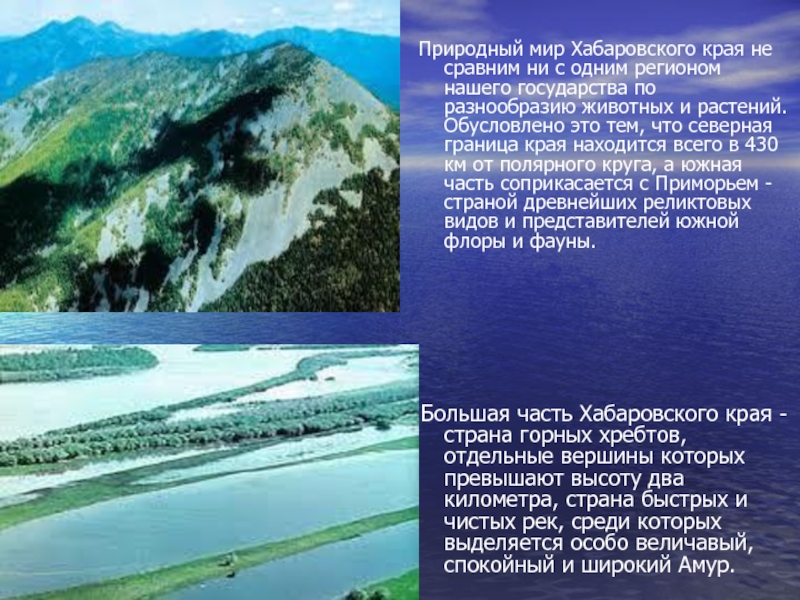 Природный мир Хабаровского края не сравним ни с одним регионом нашего государства по разнообразию животных и