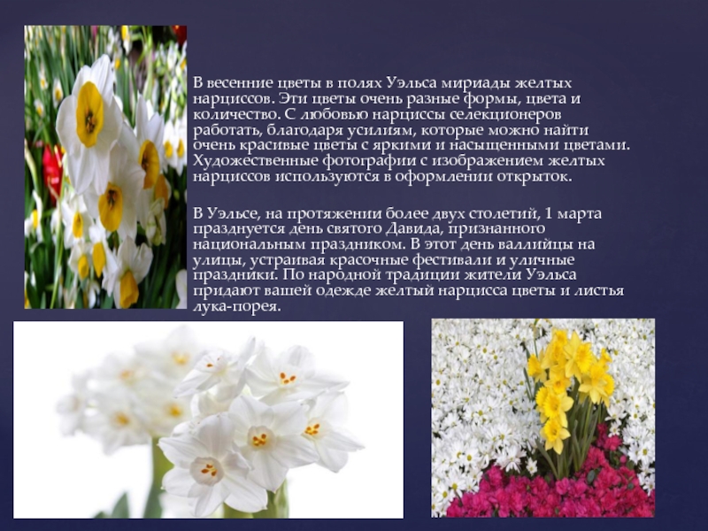 Нарцисс малли фото и описание