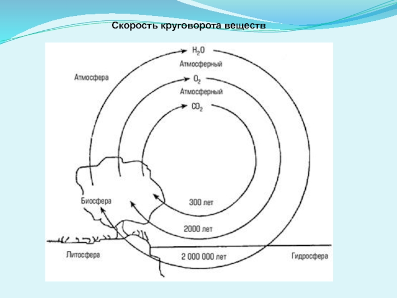 Биогеохимические процессы в биосфере презентация 11 класс