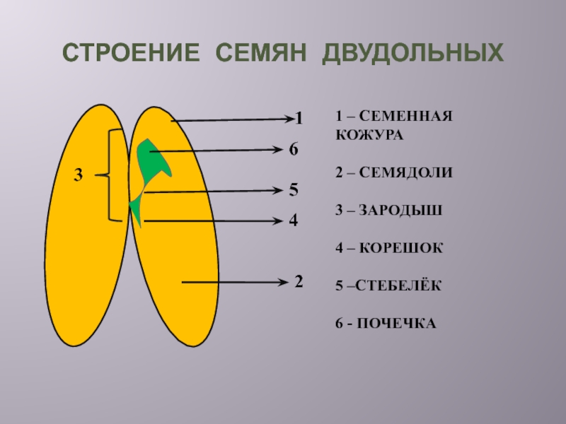 Составьте схему строения семени фасоли семенная кожура зародыш 2 семядоли корешок стебелек почечка