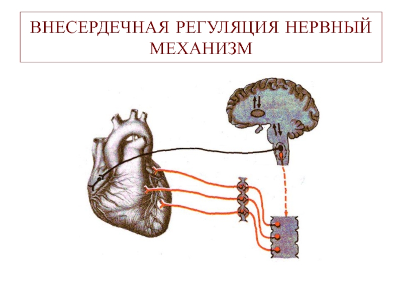 Нервная регуляция рисунок. Нервный механизм регуляции сердца. Внесердечная регуляция деятельности сердца. Нервные механизмы регуляции деятельности сердца. Экстракардиальная регуляция сердечной деятельности.