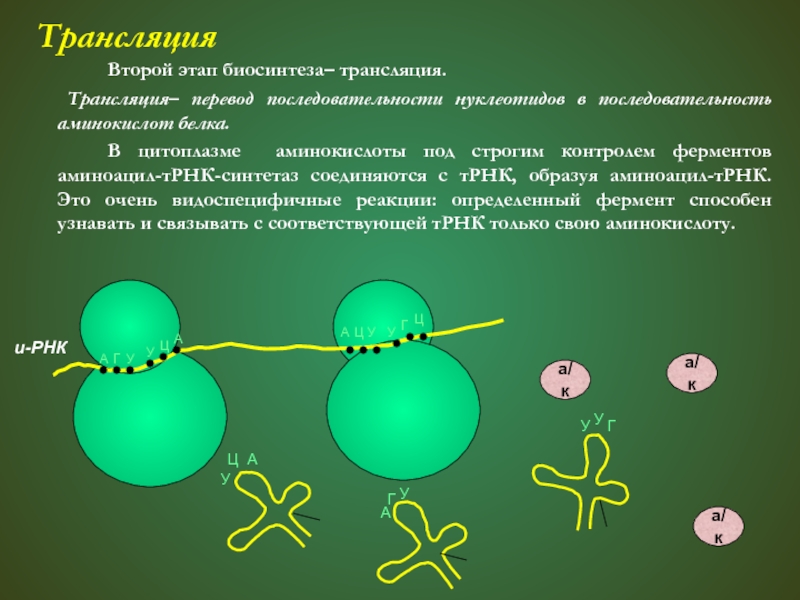 Синтез белка последовательность