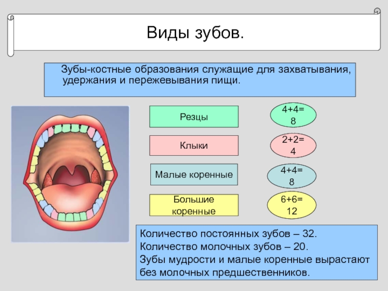 Виды зубов.  Зубы-костные образования служащие для захватывания, удержания и пережевывания пищи. Резцы4+4=8Клыки2+2=4Малые коренные4+4=8Большие коренные6+6=12Количество постоянных зубов