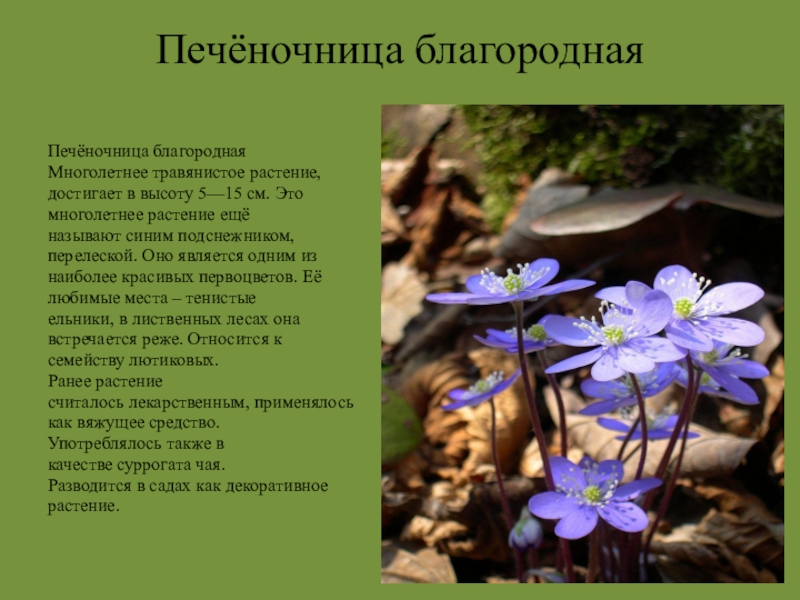 Тацеты цветы фото и описание
