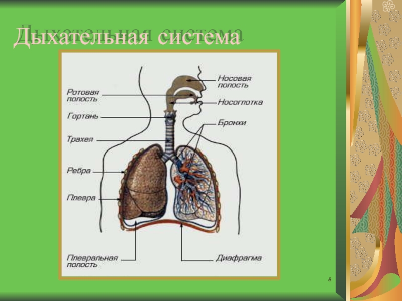 Дыхательная биология 8. Система органов дыхания биология 8 класс. Дыхательная система человека биология 11. Схема дыхательной системы человека 8 класс. Строение органов дыхания 8 класс биология.