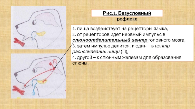 Рефлекс на рисунке это