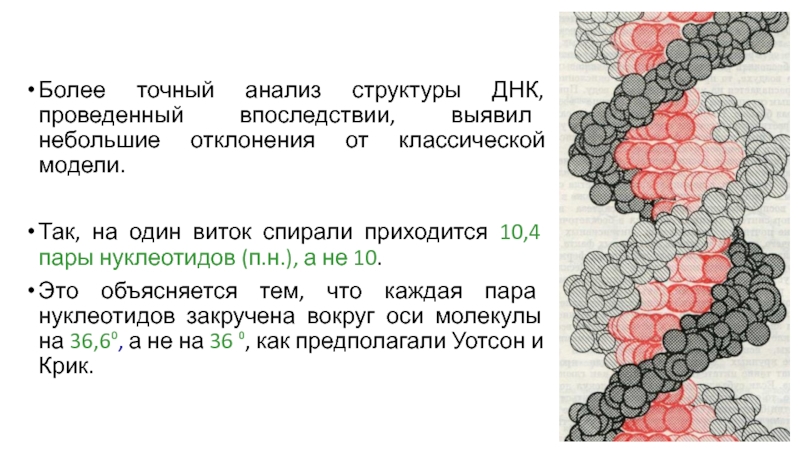 Точный анализ. Анализ состава и структуры ДНК. 1 Виток 10 пар нуклеотидов. На каждый виток -спирали приходится:.