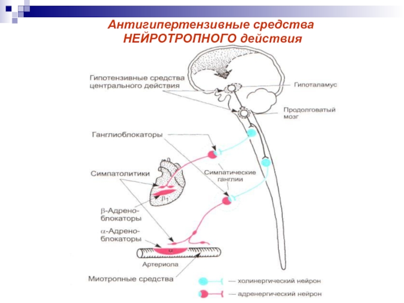 Антигипертензивные средства фармакология презентация