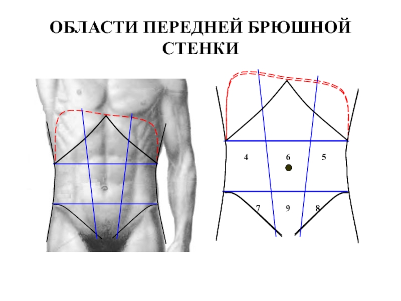 Нарисовать топографические области передней брюшной стенки