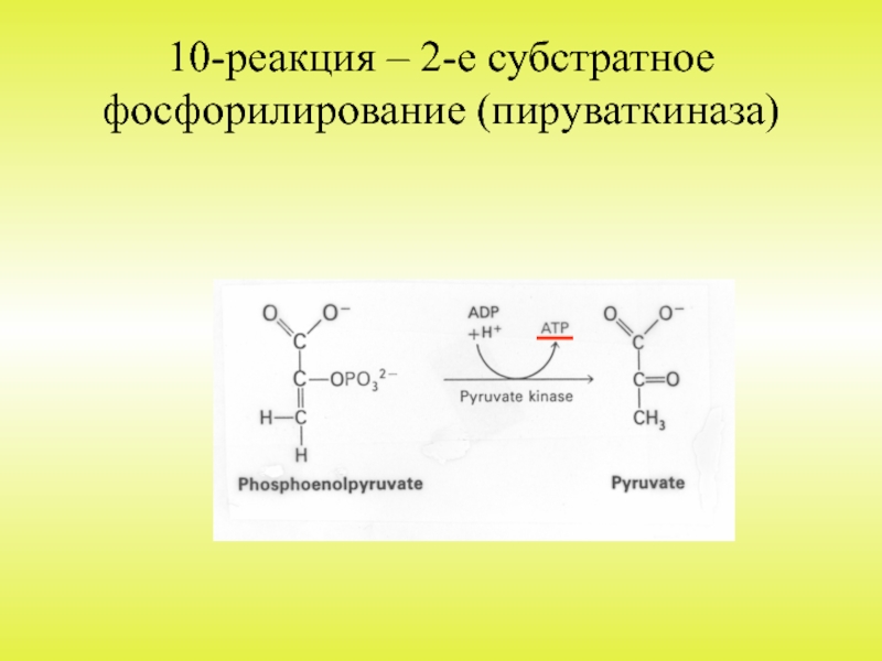 Субстратное фосфорилирование презентация