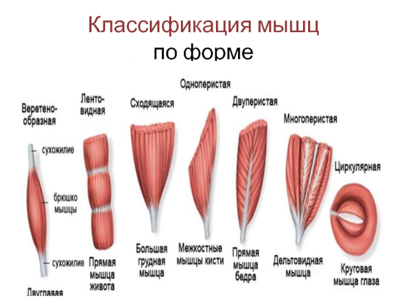 Функция каждой мышцы. Классификация мышц строение формы функции. Классификация скелетных мышц по форме. Классификация мышц по направлению волокон. Классификация мышц по функциям анатомия.