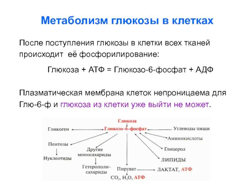 Внутриклеточный метаболизм глюкозы схема