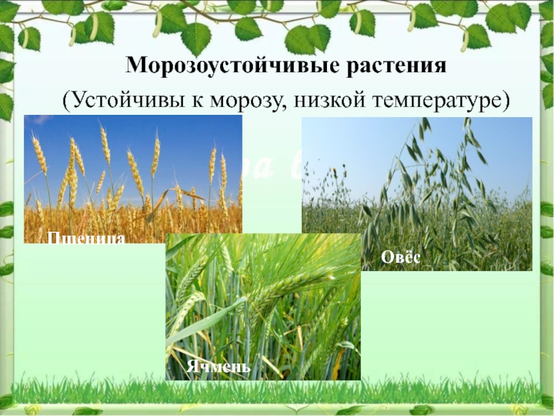 К теплолюбивым овощным растениям относятся