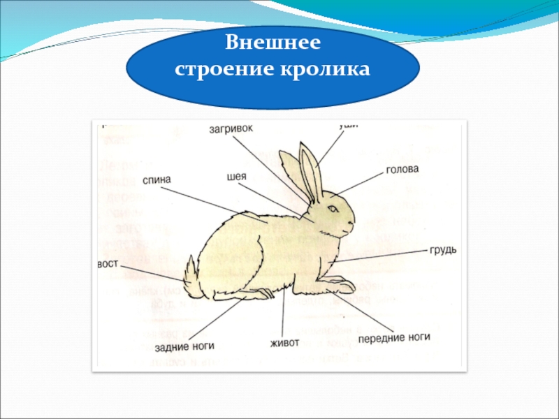 Внутреннее строение зайца схема