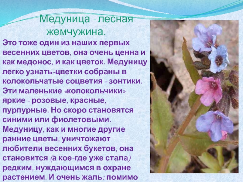 Растение медуница лекарственная фото и описание