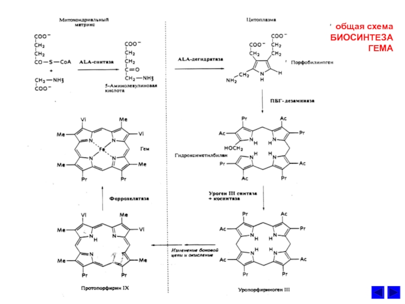 Схема синтеза гема биохимия