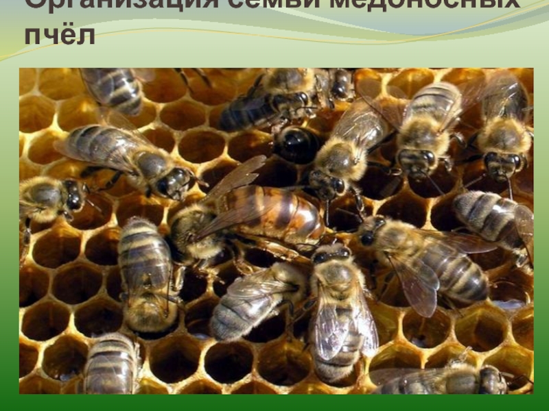 Кто входит в состав семьи медоносных пчел. Семейство медоносной пчелы. Семья пчелы медоносной. Жизнь медоносной пчелы. Медоносная пчела улей.