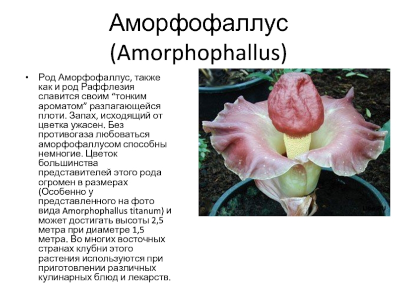 Аморфофаллус (Amorphophallus)Род Аморфофаллус, также как и род Раффлезия славится своим “тонким ароматом” разлагающейся плоти. Запах, исходящий от