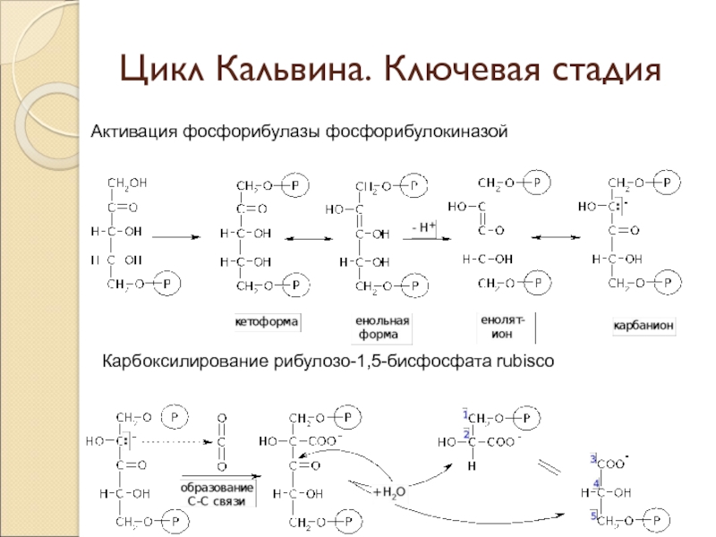 Цикл 18. Рибулозо-1.5-бисфосфат цикл Кальвина. Рибулозо 1 5 дифосфат. Карбоксилирование РУБИСКО. Цикл Кальвина карбоксилирование.