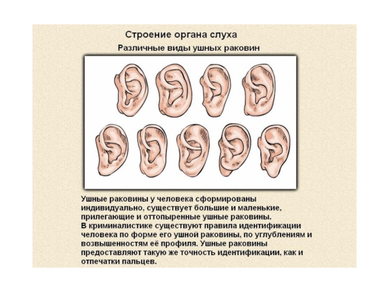 Типы ушных раковин. Ушные раковины по форме.