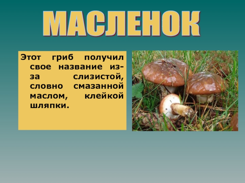 Возьми гриб. Грибы названия. Шляпочные грибы масленок. Грибы Чувашии презентация. Грибы слизистые как называются.