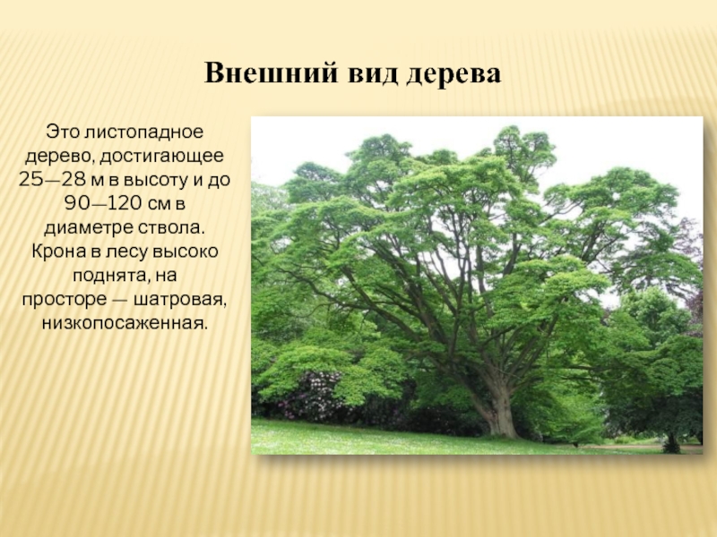 Преамурский или приамурский как. Бархат Амурский древесина. Бархат Амурский рисунок. Дерево достижений. Бархат Амурский фото и описание.