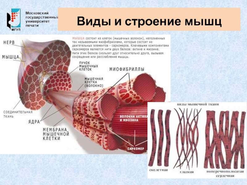 Строение мышц 8 класс