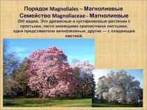 Магнолииды, Ранункулиды 