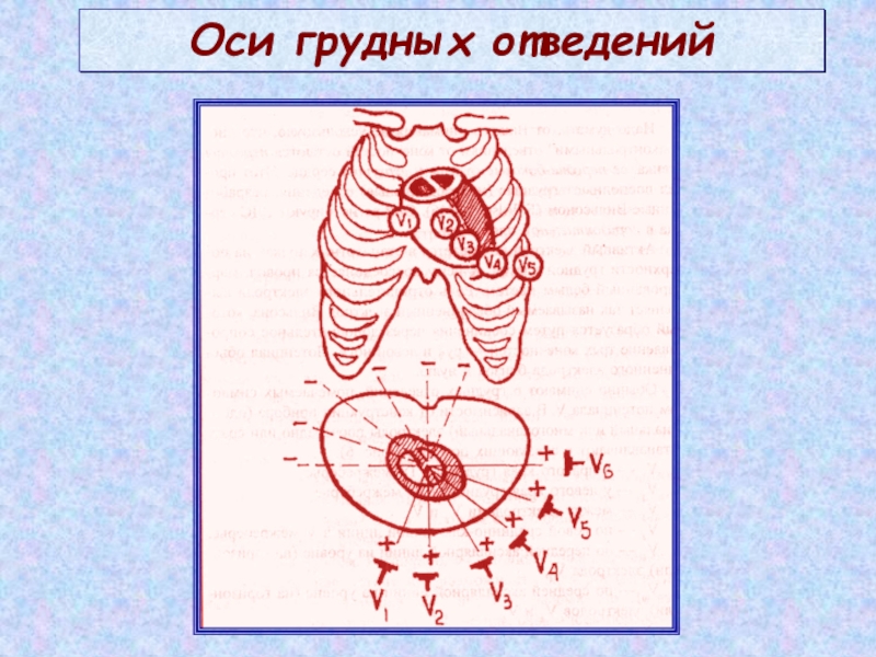 Нормальная ось. Грудная ось. Оси груди.